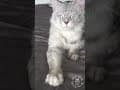 YouTube Shorts Maine Coon Video Thumbnail