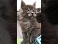 YouTube Shorts Maine Coon Video Thumbnail