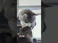 YouTube Shorts Maine Coon Video Thumbnail