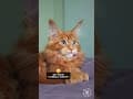 YouTube Shorts Maine Coon Video Thumbnail