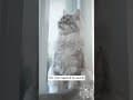 YouTube Shorts Maine Coon Video Thumbnail