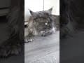 YouTube Shorts Maine Coon Video Thumbnail