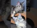 YouTube Shorts Maine Coon Video Thumbnail