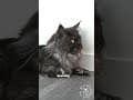 YouTube Shorts Maine Coon Video Thumbnail