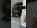 YouTube Shorts Maine Coon Video Thumbnail