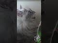 YouTube Shorts Maine Coon Video Thumbnail