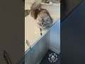 YouTube Shorts Maine Coon Video Thumbnail