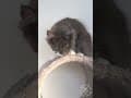 YouTube Shorts Maine Coon Video Thumbnail