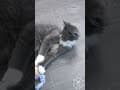 YouTube Shorts Maine Coon Video Thumbnail