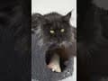 YouTube Shorts Maine Coon Video Thumbnail