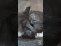 YouTube Shorts Maine Coon Video Thumbnail