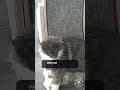 YouTube Shorts Maine Coon Video Thumbnail