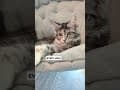 YouTube Shorts Maine Coon Video Thumbnail