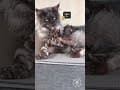 YouTube Shorts Maine Coon Video Thumbnail