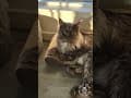 YouTube Shorts Maine Coon Video Thumbnail