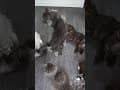 YouTube Shorts Maine Coon Video Thumbnail