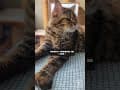 YouTube Shorts Maine Coon Video Thumbnail