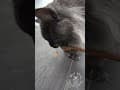 YouTube Shorts Maine Coon Video Thumbnail