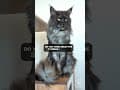 YouTube Shorts Maine Coon Video Thumbnail