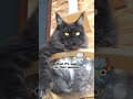 YouTube Shorts Maine Coon Video Thumbnail