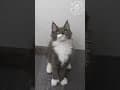 YouTube Shorts Maine Coon Video Thumbnail