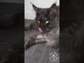 YouTube Shorts Maine Coon Video Thumbnail