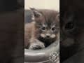 YouTube Shorts Maine Coon Video Thumbnail