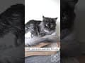 YouTube Shorts Maine Coon Video Thumbnail