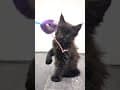 YouTube Shorts Maine Coon Video Thumbnail