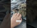 YouTube Shorts Maine Coon Video Thumbnail