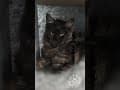 YouTube Shorts Maine Coon Video Thumbnail