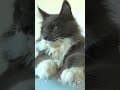 YouTube Shorts Maine Coon Video Thumbnail