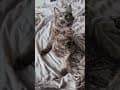 YouTube Shorts Maine Coon Video Thumbnail