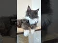 YouTube Shorts Maine Coon Video Thumbnail