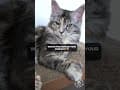 YouTube Shorts Maine Coon Video Thumbnail