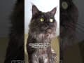 YouTube Shorts Maine Coon Video Thumbnail