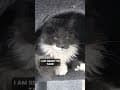 YouTube Shorts Maine Coon Video Thumbnail