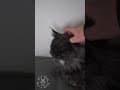 YouTube Shorts Maine Coon Video Thumbnail