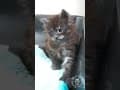 YouTube Shorts Maine Coon Video Thumbnail