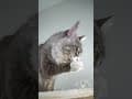 YouTube Shorts Maine Coon Video Thumbnail