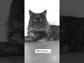 YouTube Shorts Maine Coon Video Thumbnail