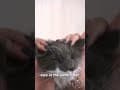 YouTube Shorts Maine Coon Video Thumbnail