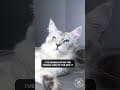 YouTube Shorts Maine Coon Video Thumbnail