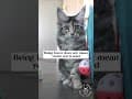 YouTube Shorts Maine Coon Video Thumbnail