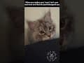 YouTube Shorts Maine Coon Video Thumbnail