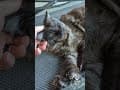 YouTube Shorts Maine Coon Video Thumbnail