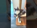 YouTube Shorts Maine Coon Video Thumbnail