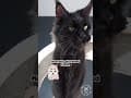 YouTube Shorts Maine Coon Video Thumbnail