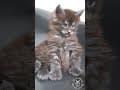 YouTube Shorts Maine Coon Video Thumbnail