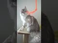 YouTube Shorts Maine Coon Video Thumbnail